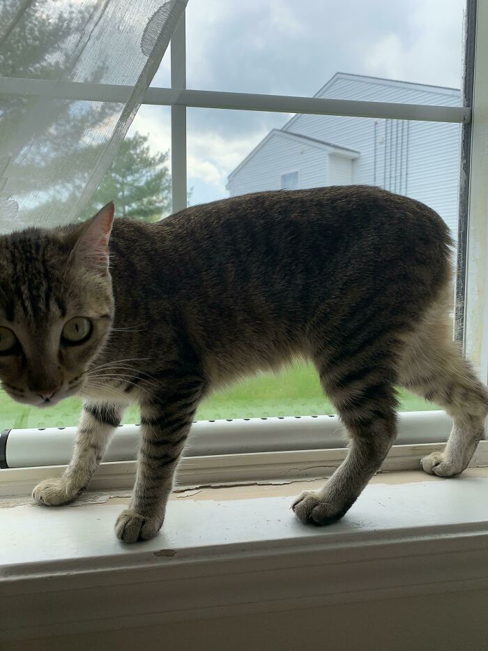 Cat with unique genetic mutation, seen with a short tail, standing on a windowsill.