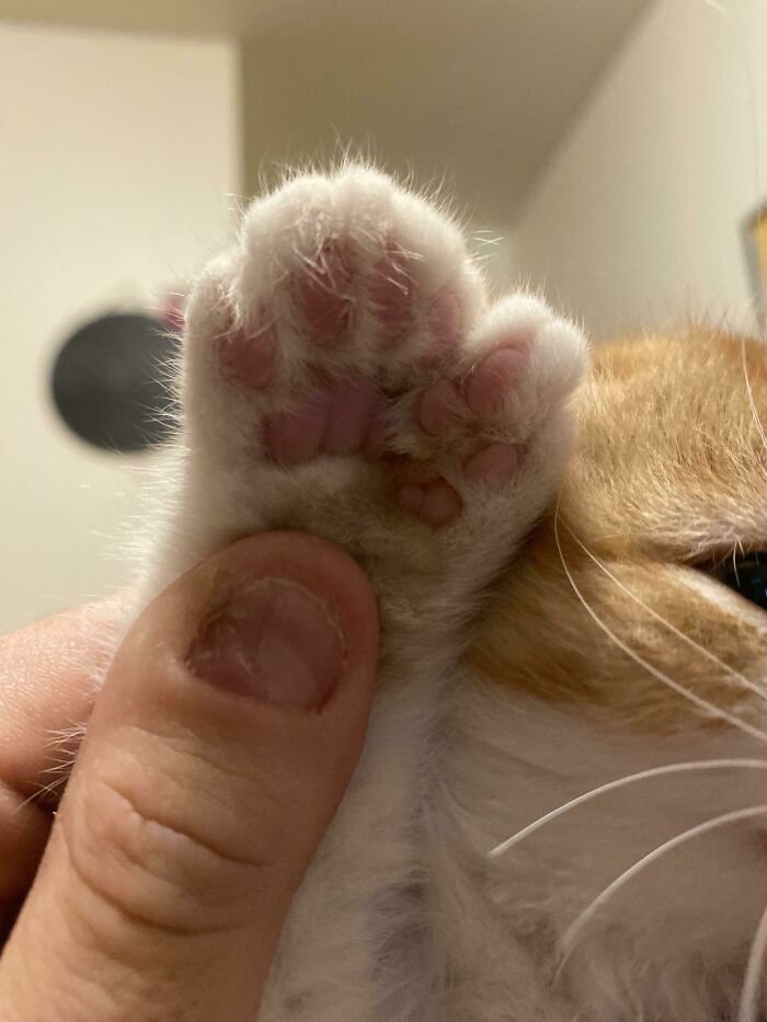 Cat paw with genetic mutation, displaying extra toe, gently held by a human finger.