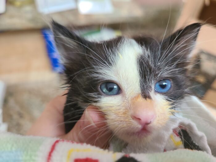 Kitten with unique genetic mutation showing mismatched fur pattern held in a hand.