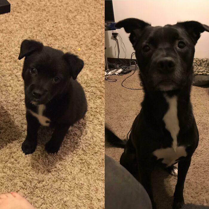 My Baby Boy Fenrir From About 6 Weeks To 4 Years