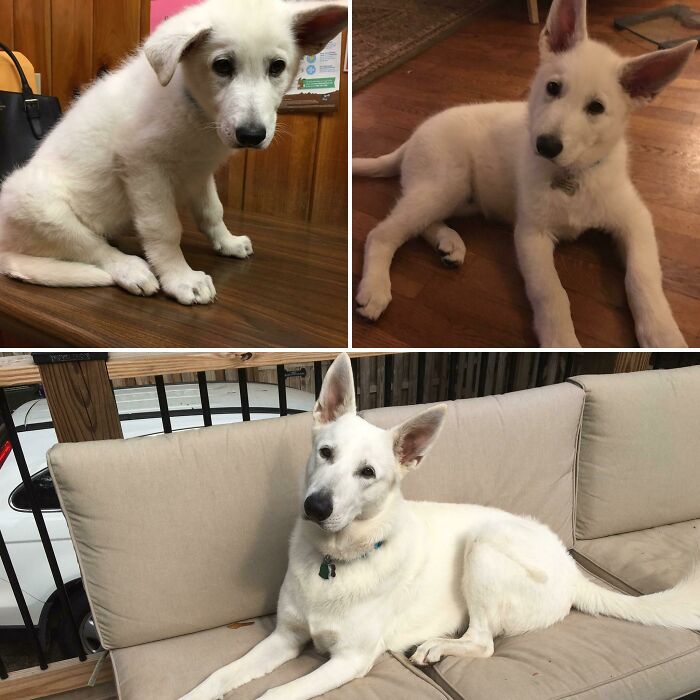 This Is Walter And It’s His First Birthday Today! (White Gsd). 15 Lbs To 110 In Only 10 Months