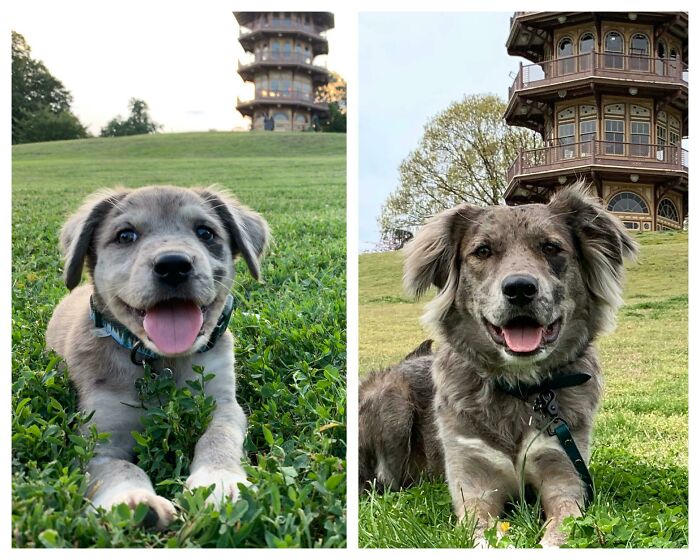 Puppy To Fluffy