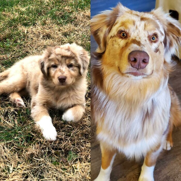 Dutch At 9 Weeks And 9 Months