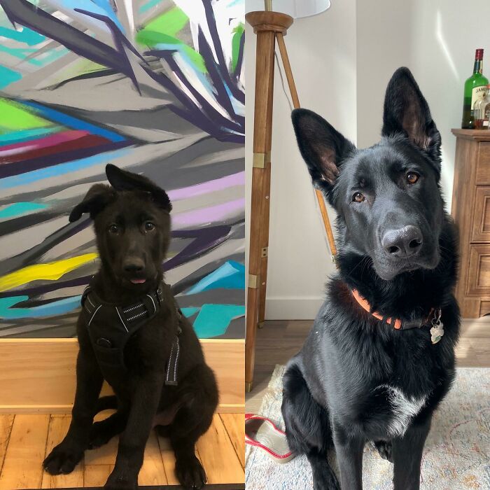 The Derpiest Transformation. Rocky Is 1 Today!