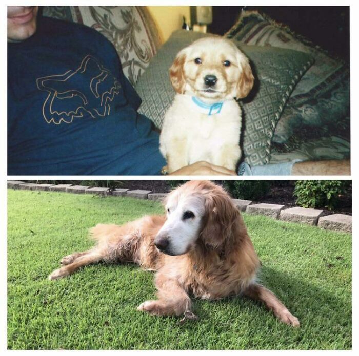 Chipper Puppy To 14 Years