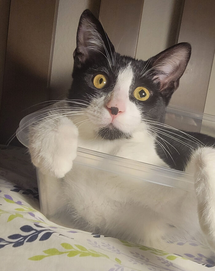 Black and white cat with unique heart-shaped nose pattern showcasing genetic mutation.