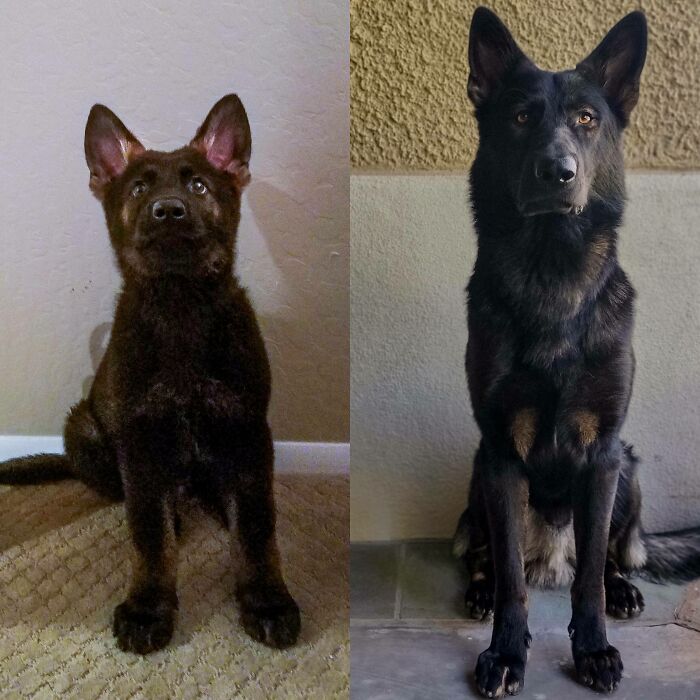 From 9 Weeks Old To 1 Year Old