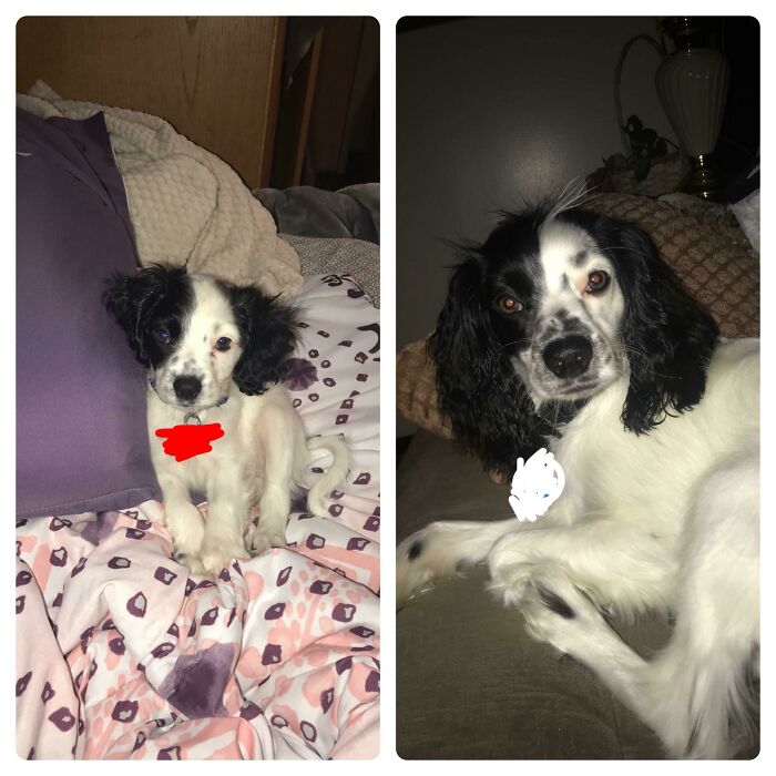 Ozzy At 8 Weeks To 1 Year! Most Handsome Boy