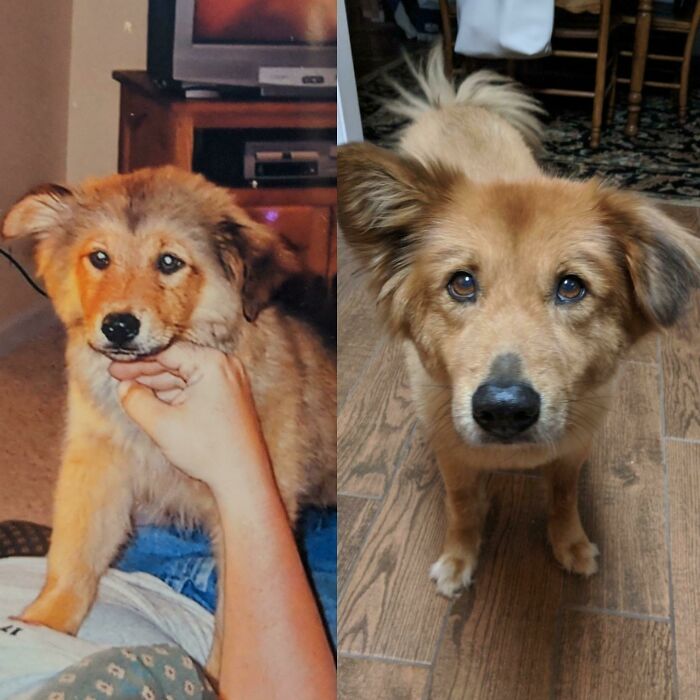 These Photos Were Taken About 12 Years Apart. Her One Ear Never Did Pop Up