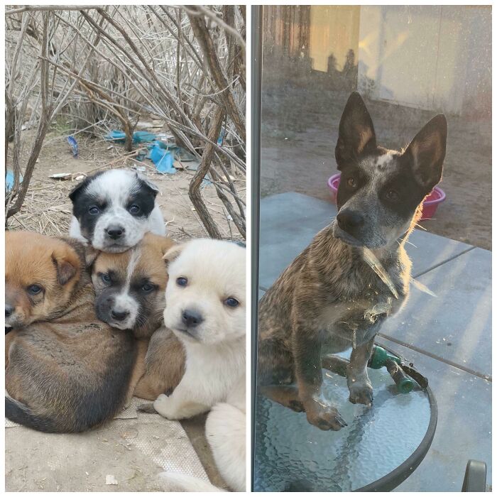 The Day I Found Her (5weeks) vs. 5 Months Old. All 5 Abandoned Puppies Found Forever Homes