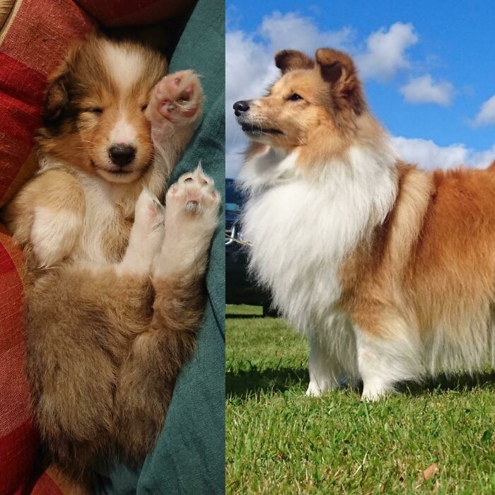 Sansa The Shetland Sheepdog Att Four Weeks And Four Years Old