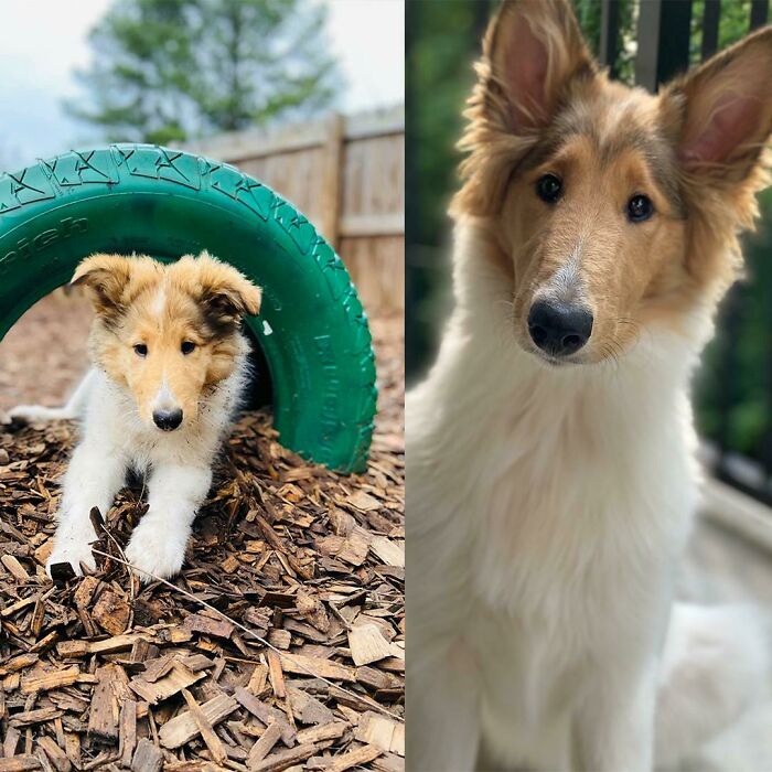 From Smallie To Collie - Ciri At 3 Months vs. Ciri At 5 Months Today :)