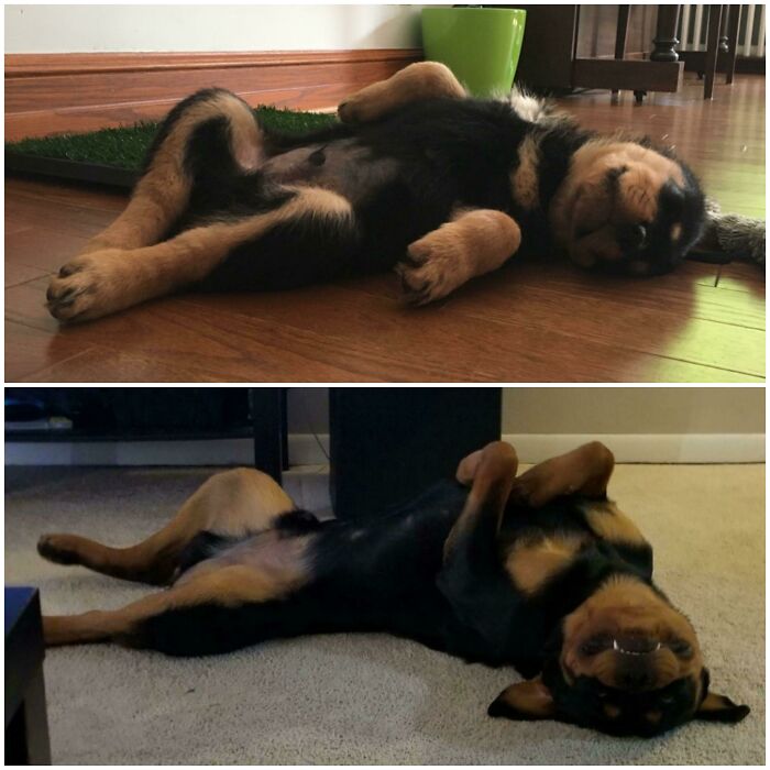 8 Weeks To 1 Year And Still A Clown