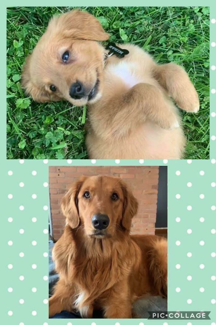 Yesterday Was Midas’s First Gotcha Day. 8 Wks vs. 1 Year (+8 Wks). He Has Grown Into Such A Handsome Potato