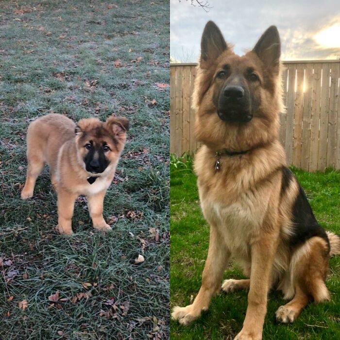 Sadies Glow Up, 12 Weeks To 10 Months