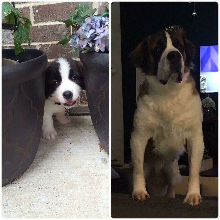 Moose Turns 3 Tomorrow! Little To Thicc