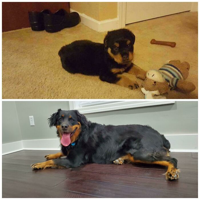 Happy Gotcha Day Big Zeus! 4 Years And A Surprise Fluffy Rottweiler