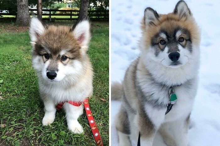 Stark The Husky, 10 Weeks vs. 5 Months