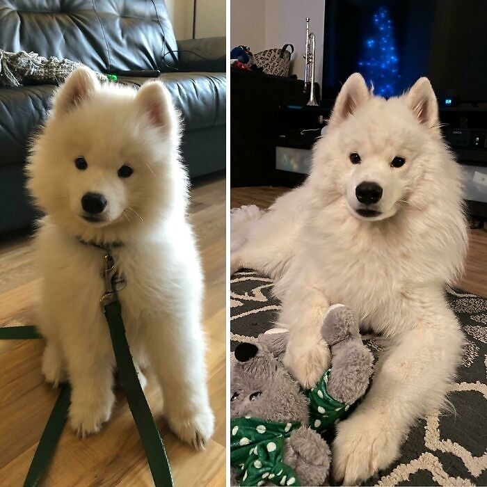 From Puppy To Bigger Puppy 