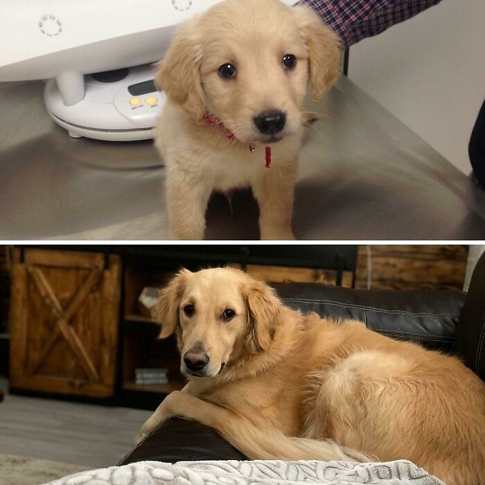 4.5lb Floof To 70lb Floof