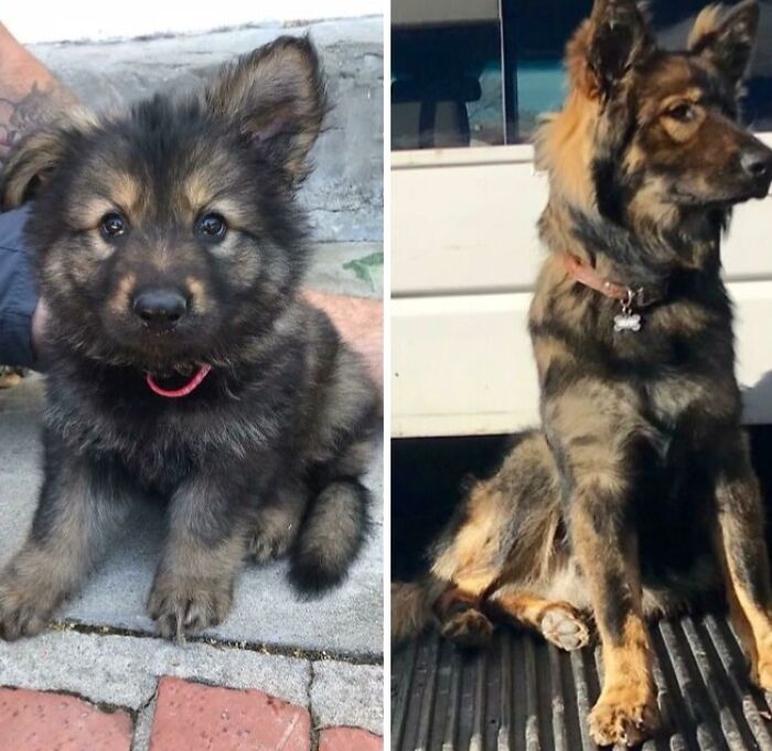 Sheriff Does A Grow. 8 Weeks To 1 Year