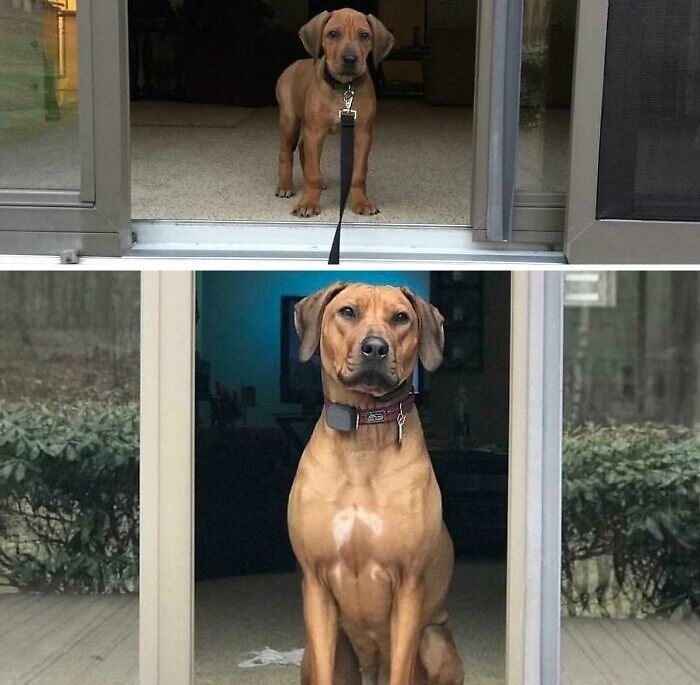 Rhodesian Ridgeback One Year Progression