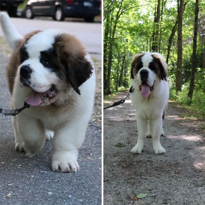 Tormund The Saint Bernard From 9 Weeks Old To 2 Years Old!