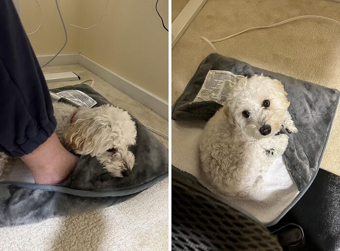 Cozy products: a fluffy dog relaxing on a heated foot pad indoors.