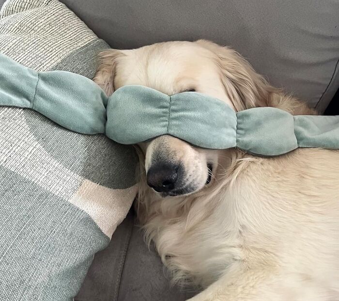 Golden retriever lounging on a couch with a plush sleep mask, exemplifying cozy products for doing nothing inside.