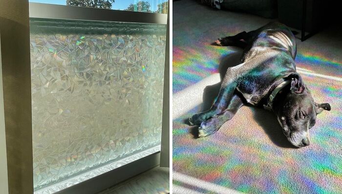 Cozy products for doing nothing inside: a dog basking in colorful sunbeams from a decorative window film.