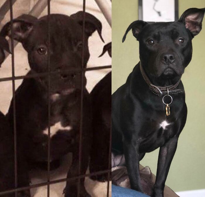 From Pound Pup To Queen Of The Couch