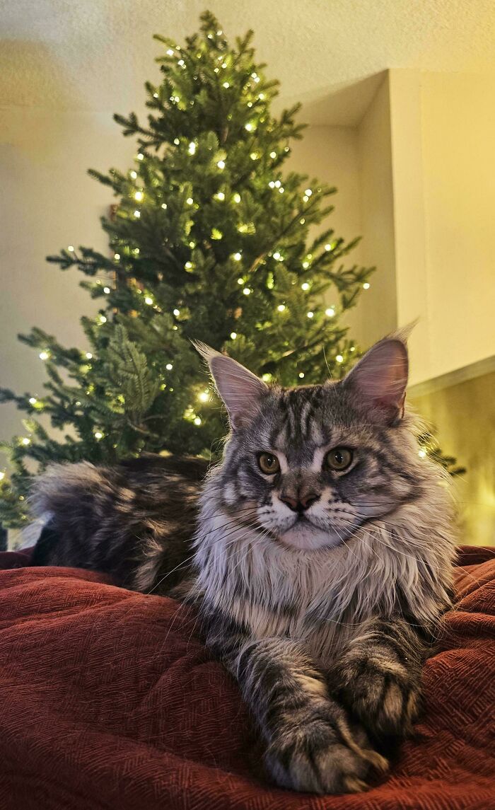 Fluffy cat with unique genetic mutation lying on a red blanket in front of a decorated Christmas tree.