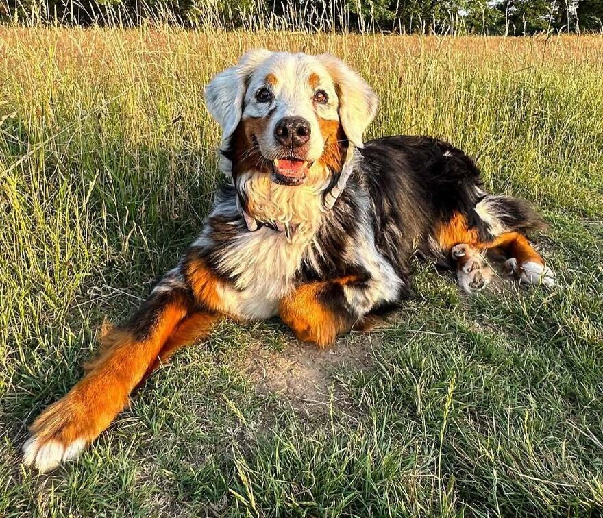 Dog with unique genetic mutations lying in grass, displaying mixed fur colors and patterns.