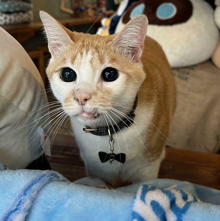 Cat with unique genetic mutation wearing a bow tie, wide eyes, standing on a blue blanket.