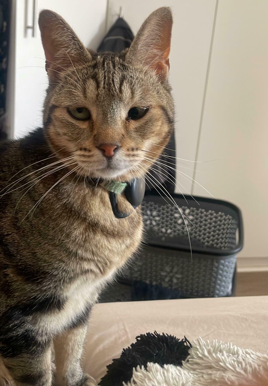 Close-up of a cat with unique stripes, displaying genetic mutations, sitting indoors.