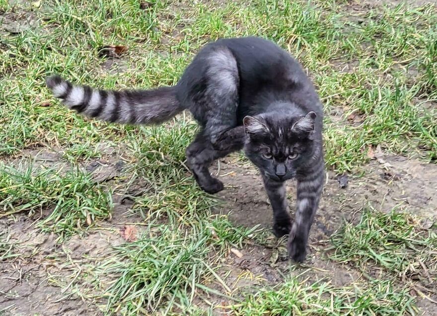 Cat with unique genetic mutation, featuring dark fur and striped tail, walking on grass.