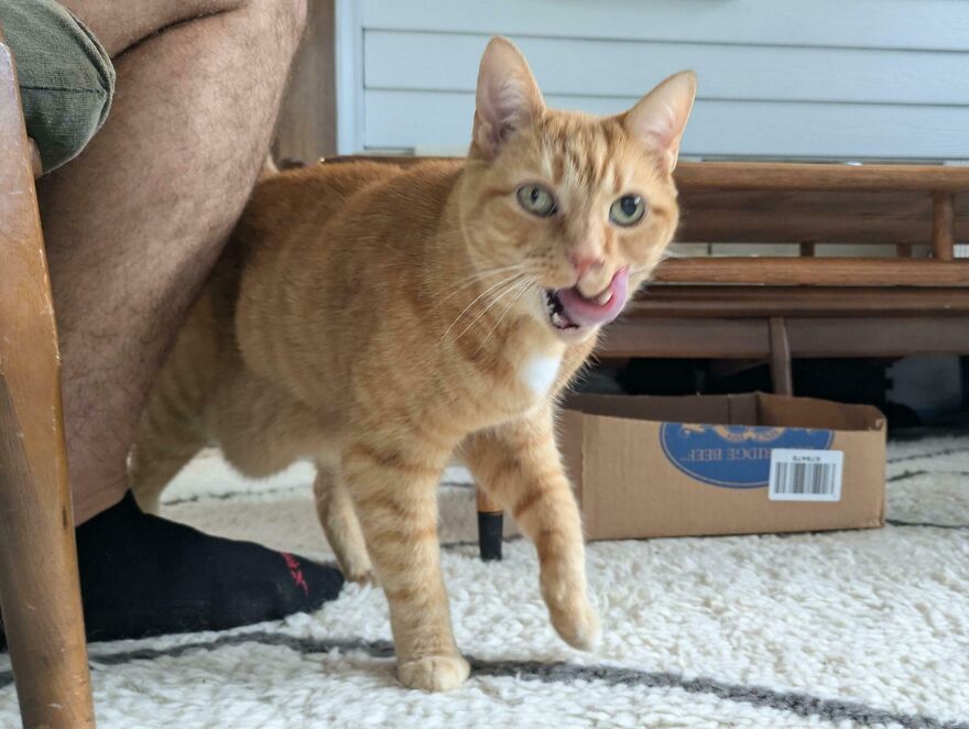 Orange tabby cat with unique genetic mutation, tongue out, next to a person’s leg in a cozy room setting.