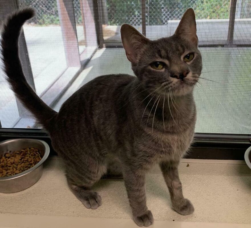 Gray cat with unique genetic mutation, standing near a window beside a bowl of food.