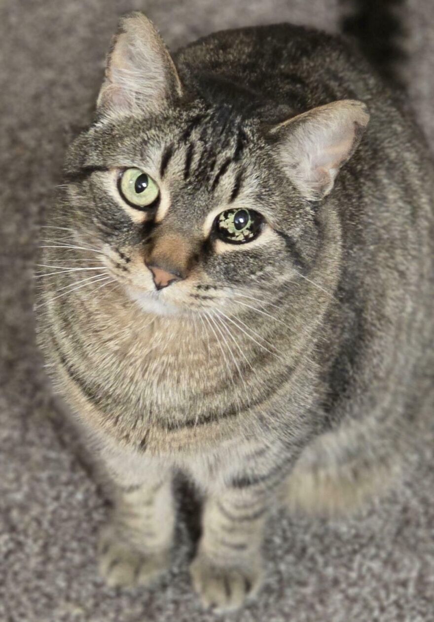 Close-up of a tabby cat with unique genetic mutations in its eyes on a carpet background.