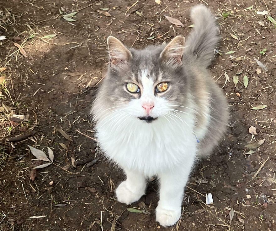 Fluffy gray and white cat outdoors, showcasing unique pet genetic mutations with distinct eye patterns.