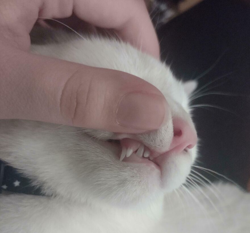 Close-up of a cat with unique teeth, showcasing a genetic mutation, gently held by a hand.