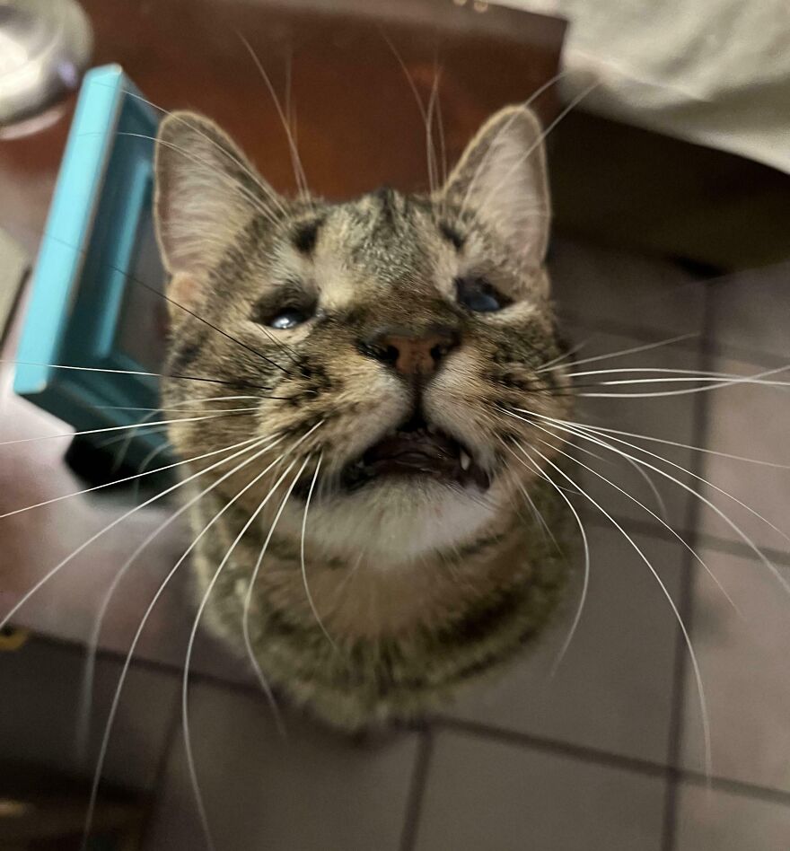 A cat with unique genetic mutations, displaying a distinct facial appearance, looking up in a close-up shot.