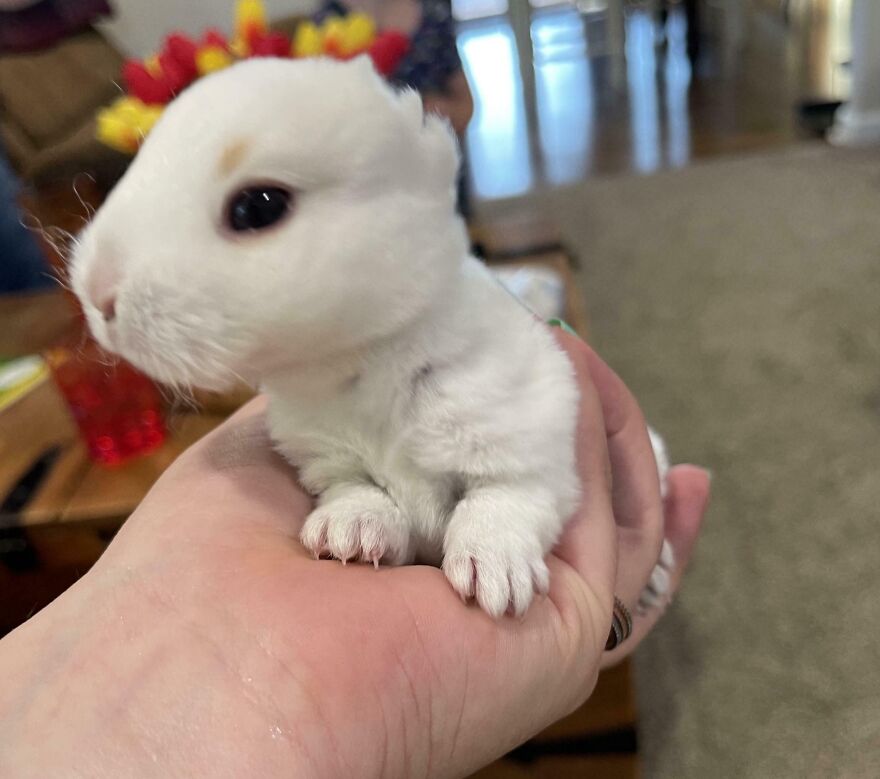 Hand holding a white rabbit with unique genetic mutation.