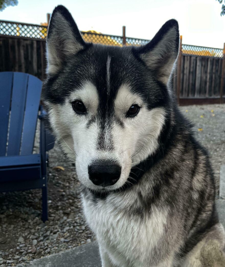 Close-up of a husky with unique markings, showcasing genetic mutations in pets.