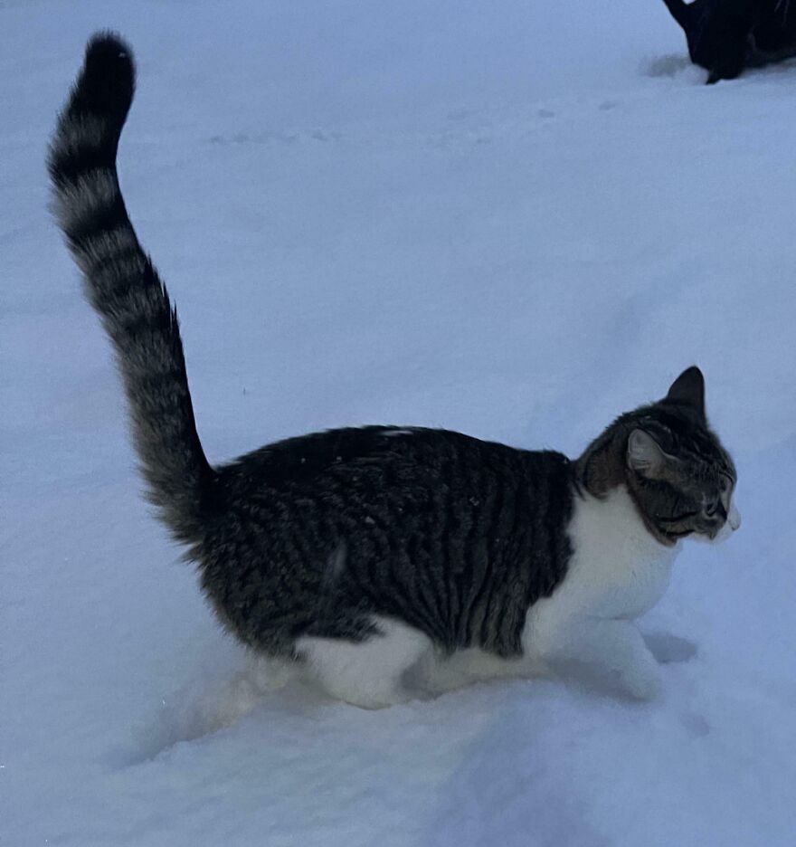 Cat with genetic mutation walking in the snow, showcasing its unique tail.