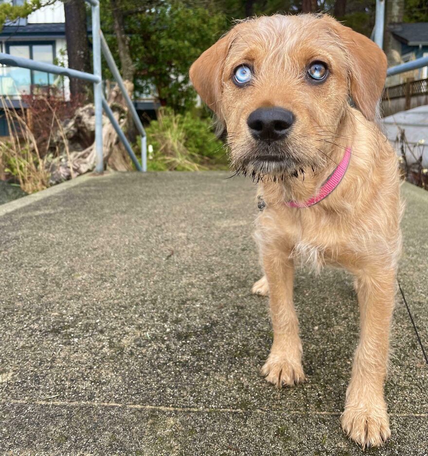 Adorable dog with striking blue eyes and unique genetic mutations, standing on a textured path outdoors.