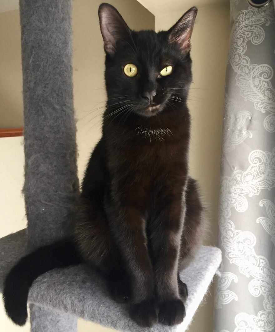 Black cat with unique genetic mutation sitting on a cat tree.