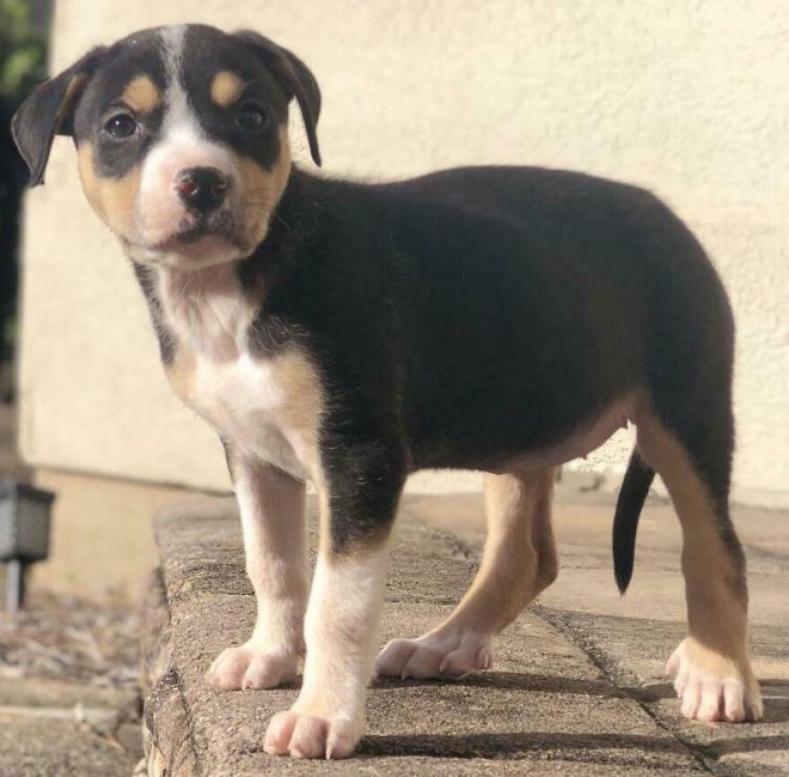 A puppy with unique markings stands on a brick surface, showcasing genetic mutations in pets.