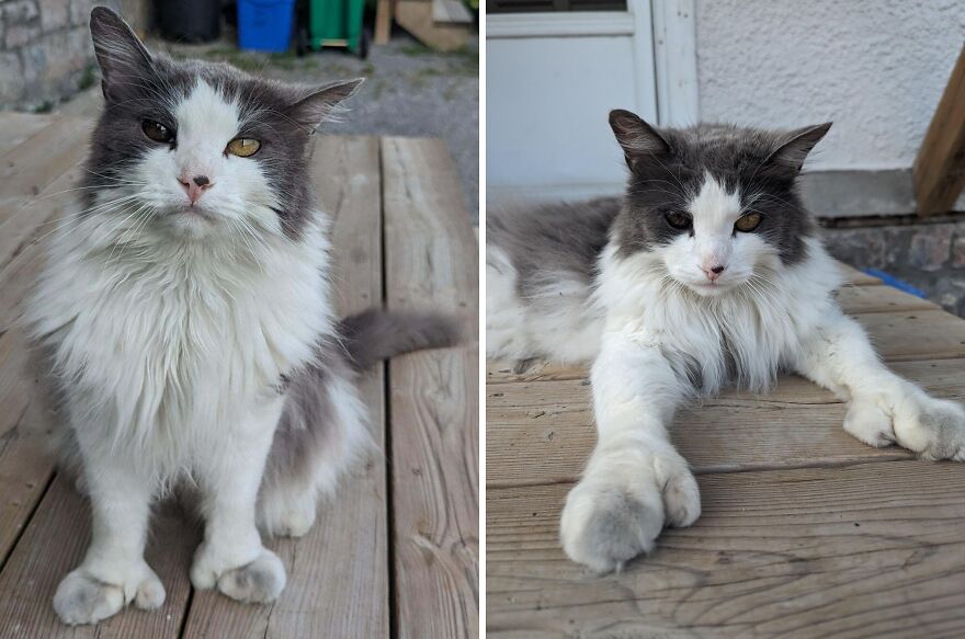 Gray and white cat with unique eyes, showing a genetic mutation while sitting and lying on a wooden porch.