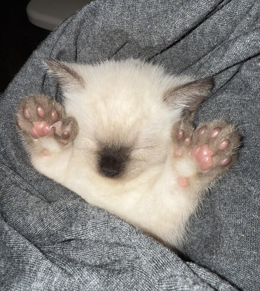 Unique pet with genetic mutations, a kitten sleeping with paws raised, wrapped in a gray blanket.